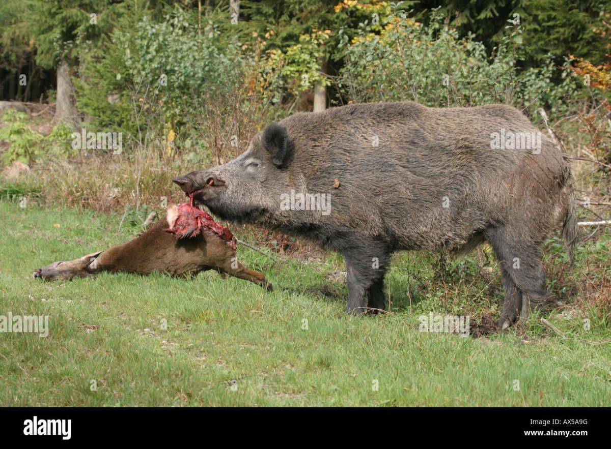 Кабан самец и самка