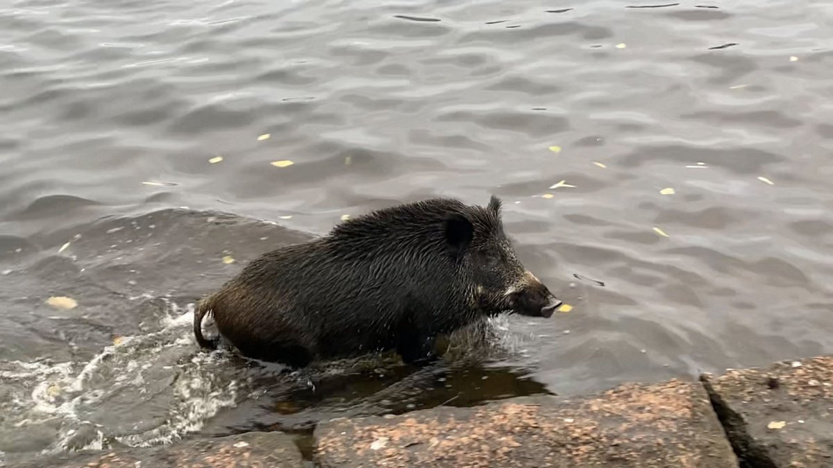 Кот и кабан