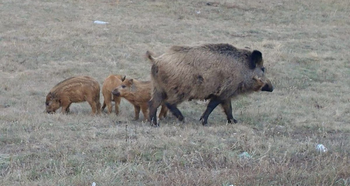Дикий кабан в медицинской маске
