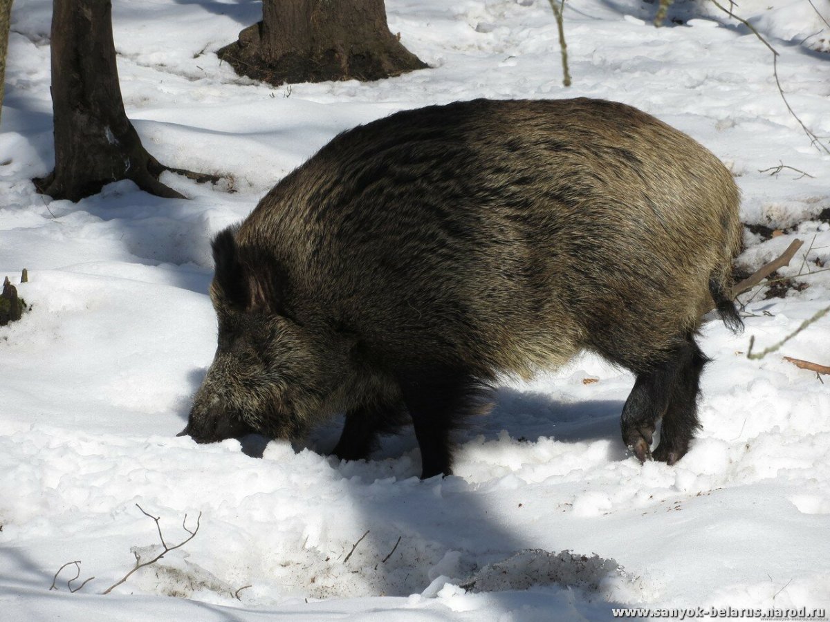 Кабан белорусский