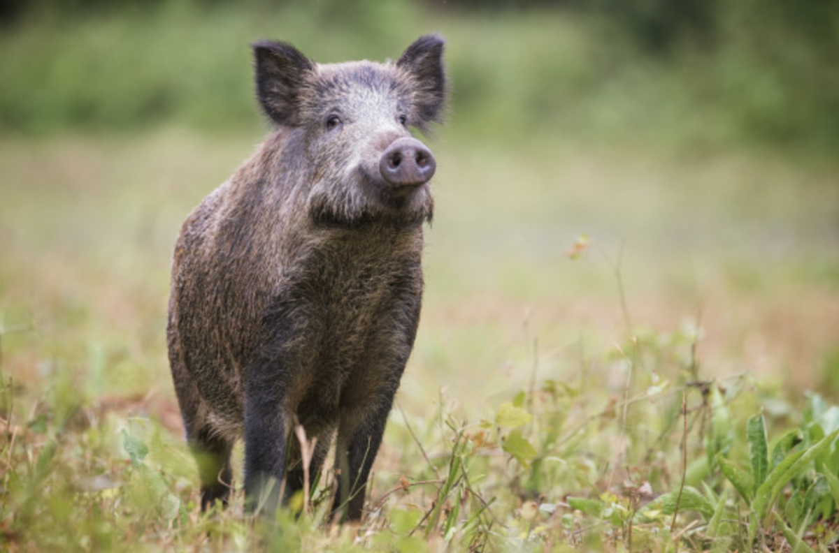 Бегемот против Льва слона крокодила