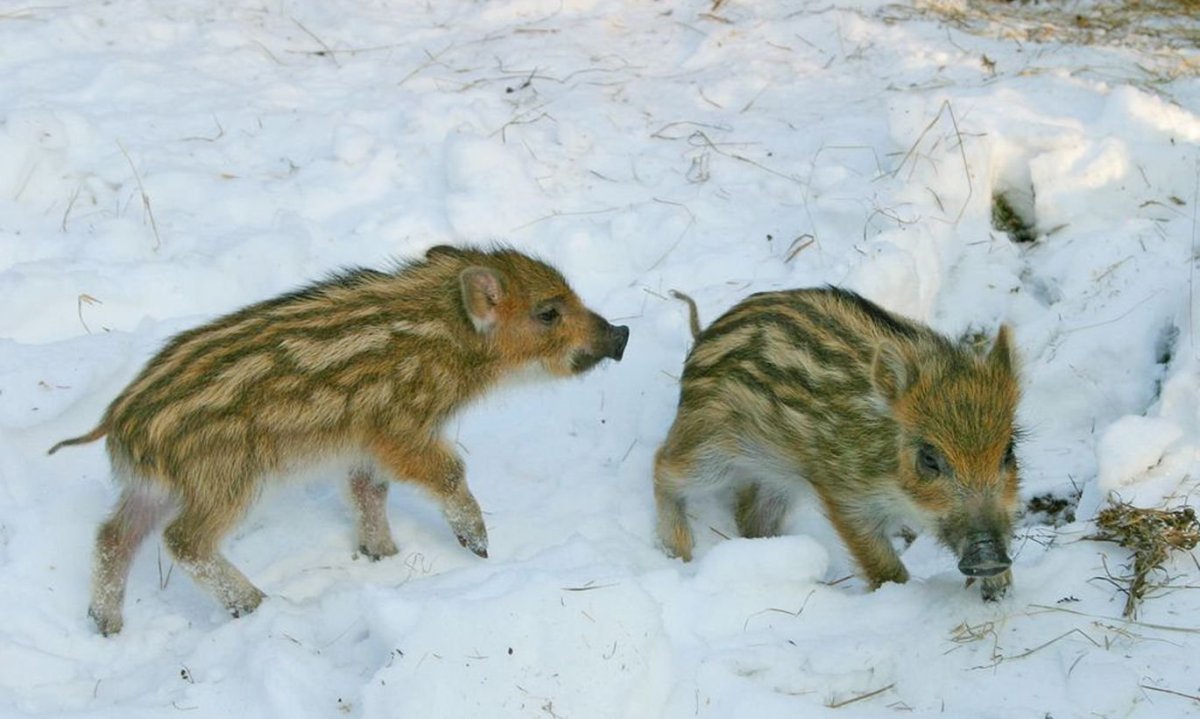 Кабанята зимой