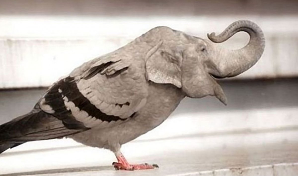 Гибрид голубя