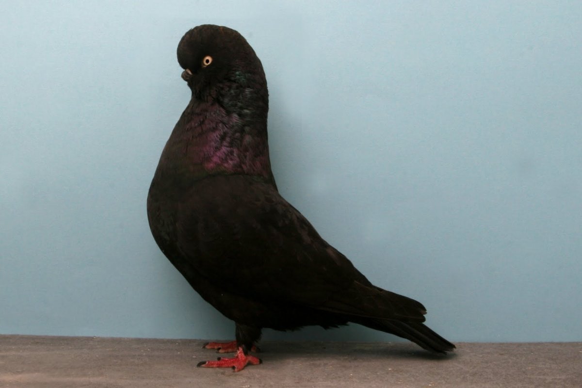 Голуби воркуют