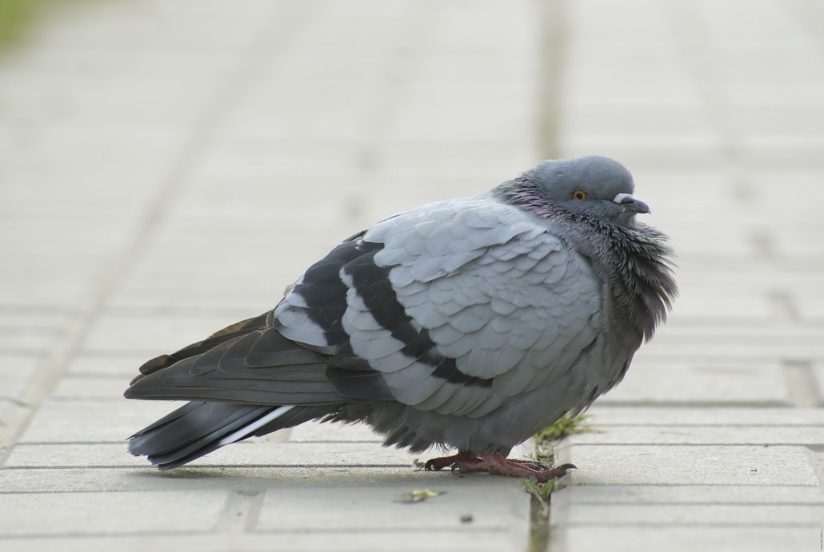 Серый голубь