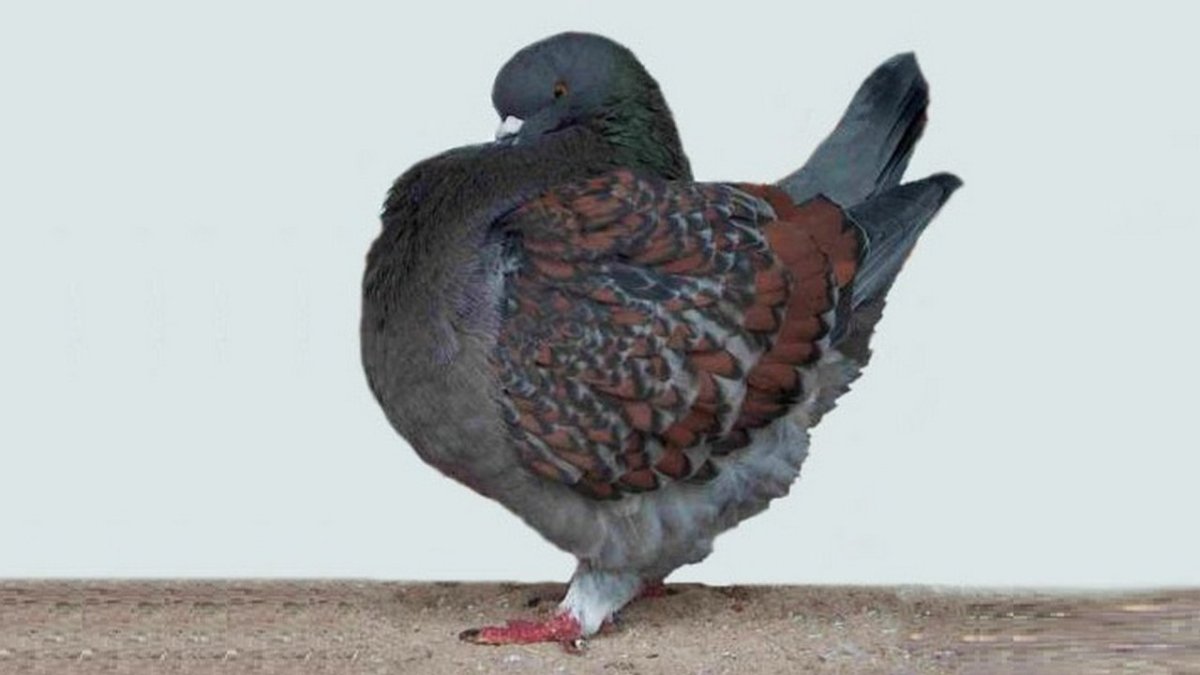 Английская Мондена голубь