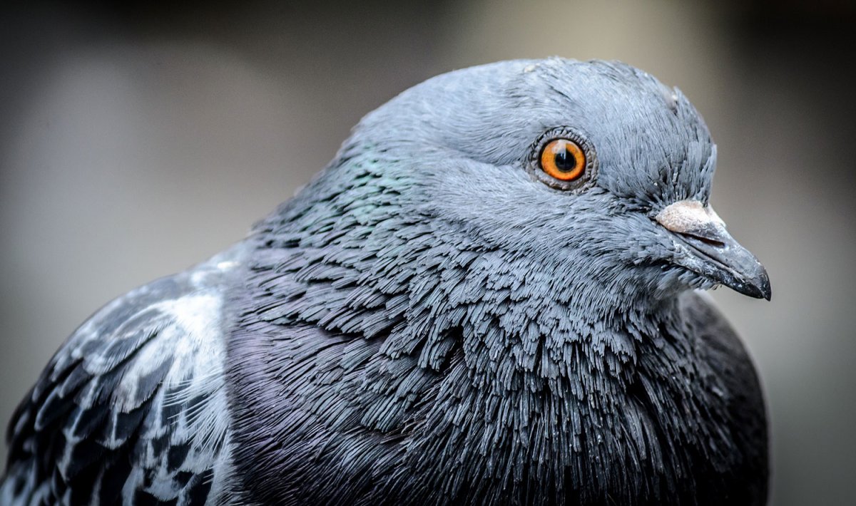 Взгляд голубя