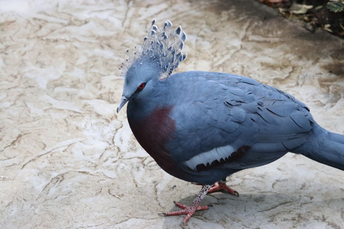 Western crowned Pigeon