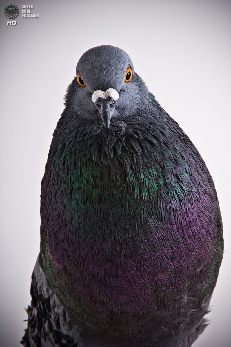 Злой голубь