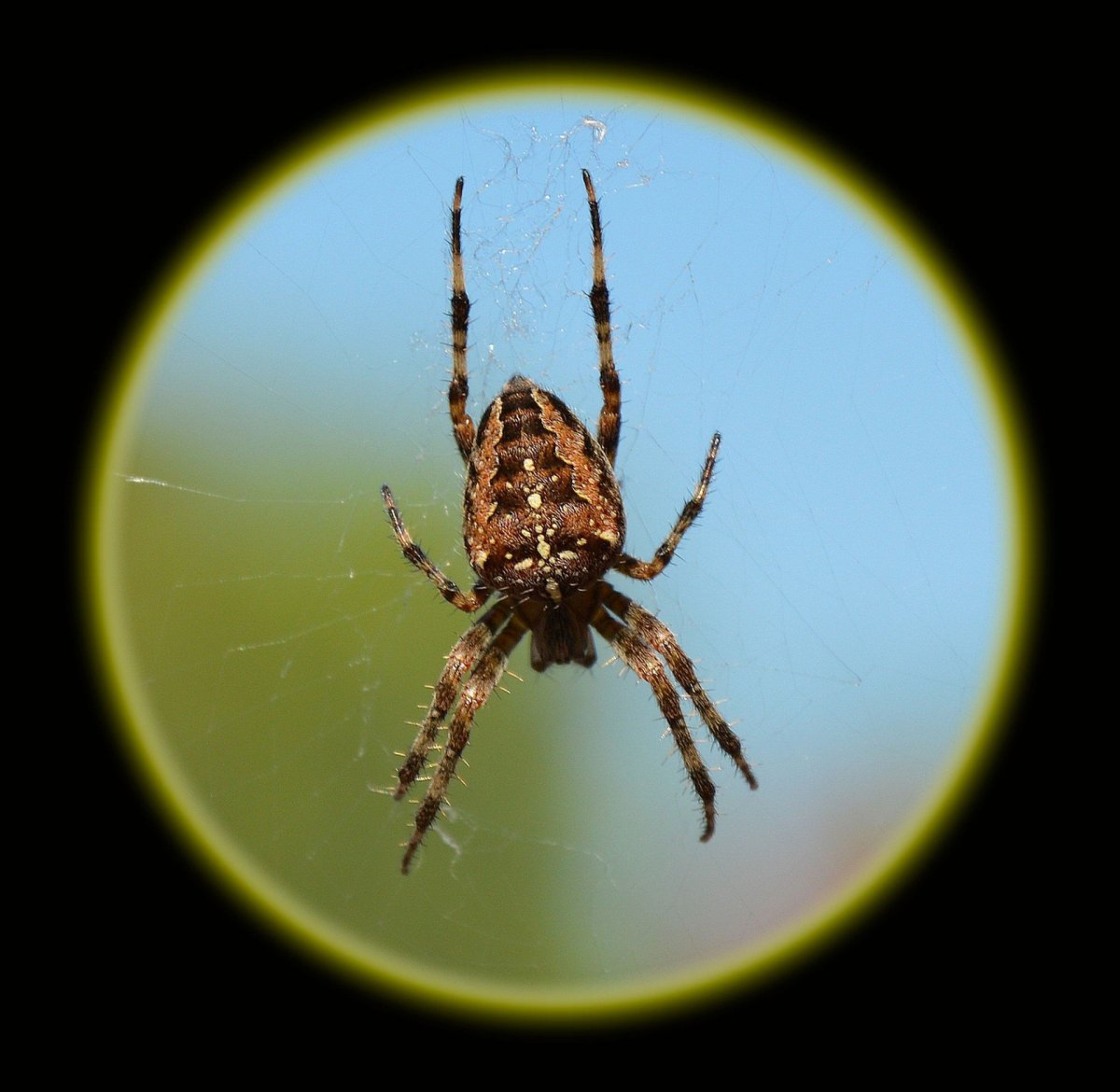 Паук с крестом на спине