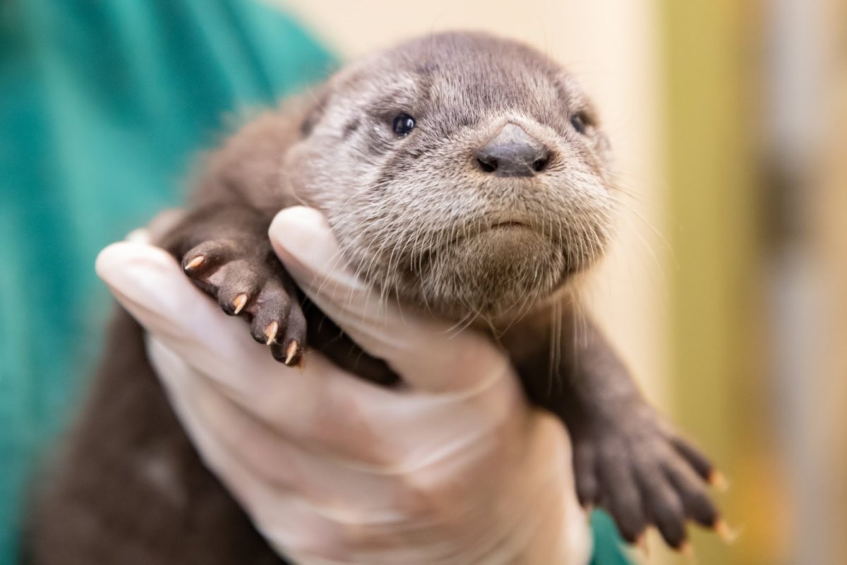 Суматранская выдра