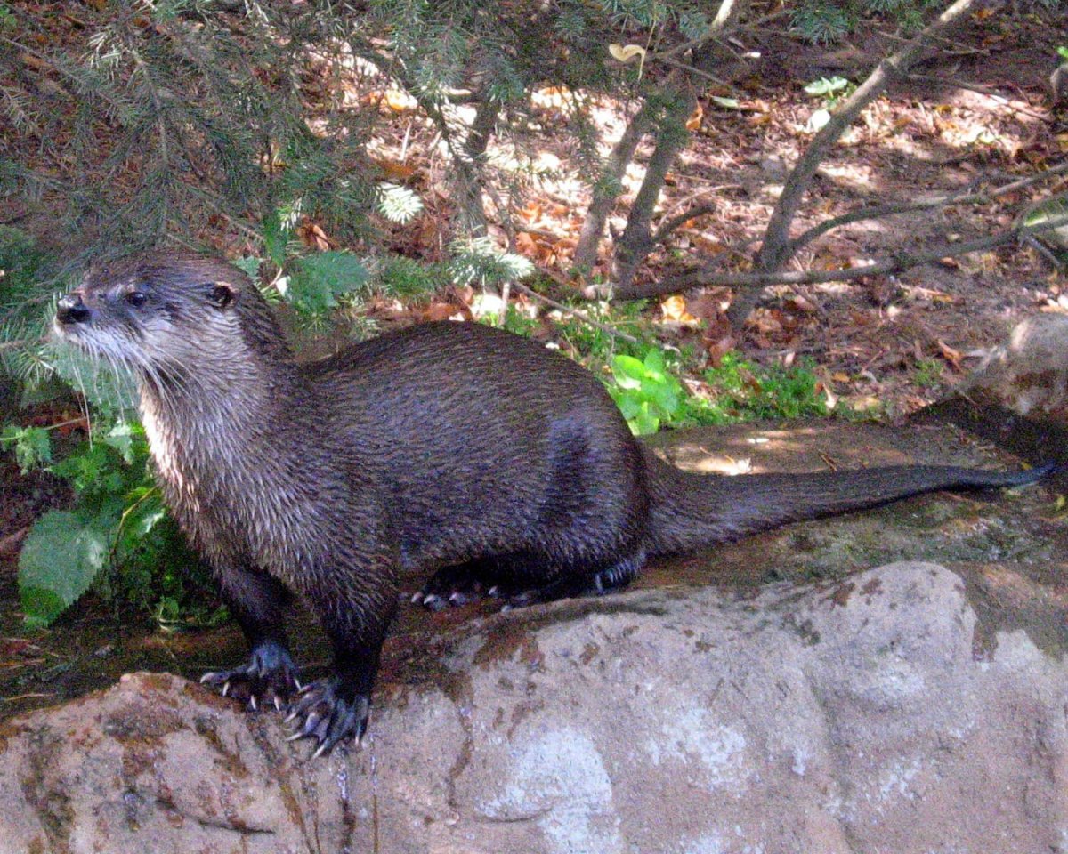 Пиренейская выдра