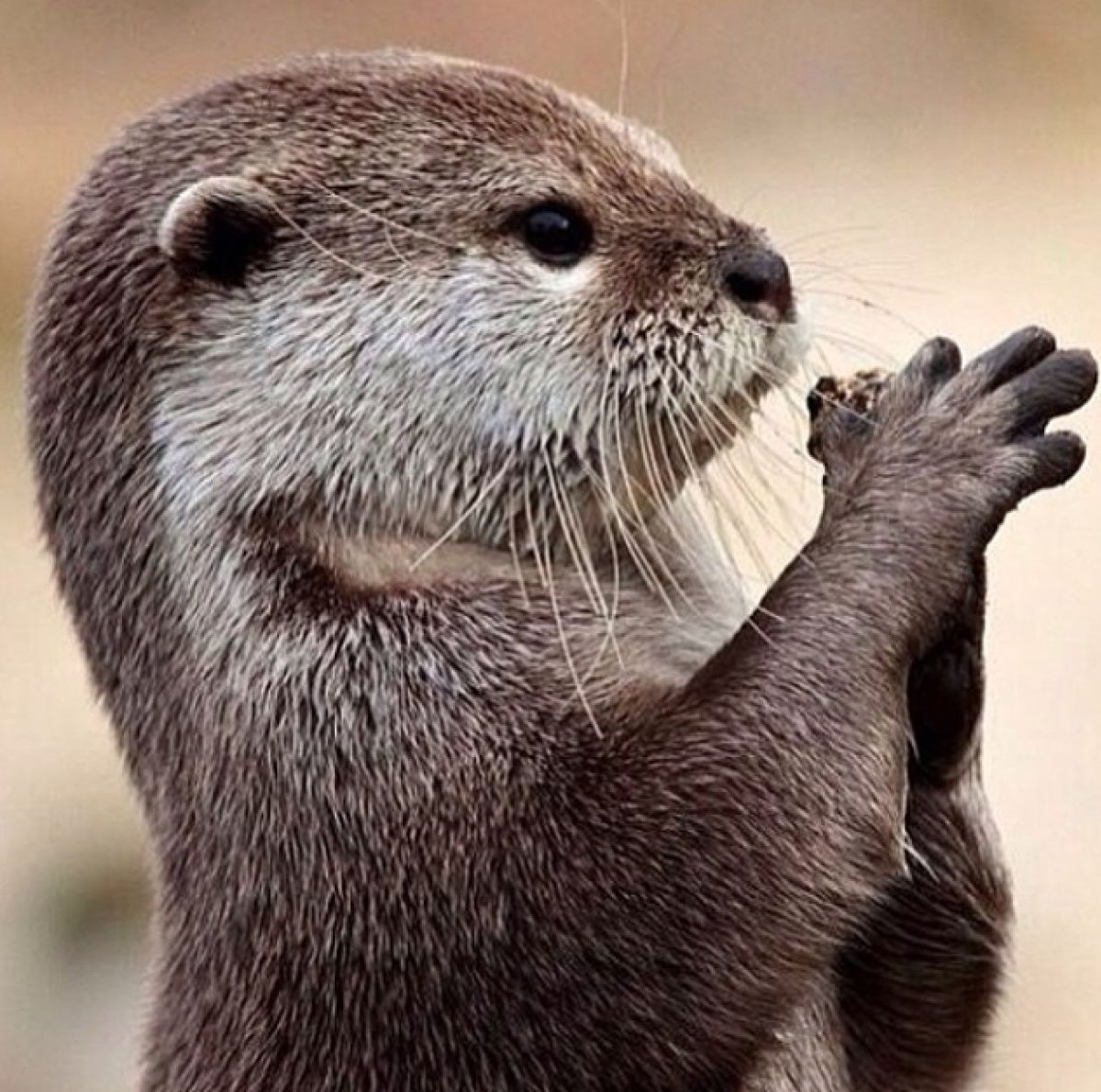 Северная черная норка