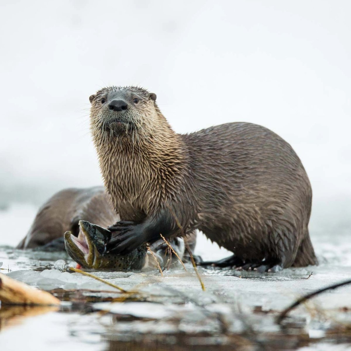 Выдра лежит