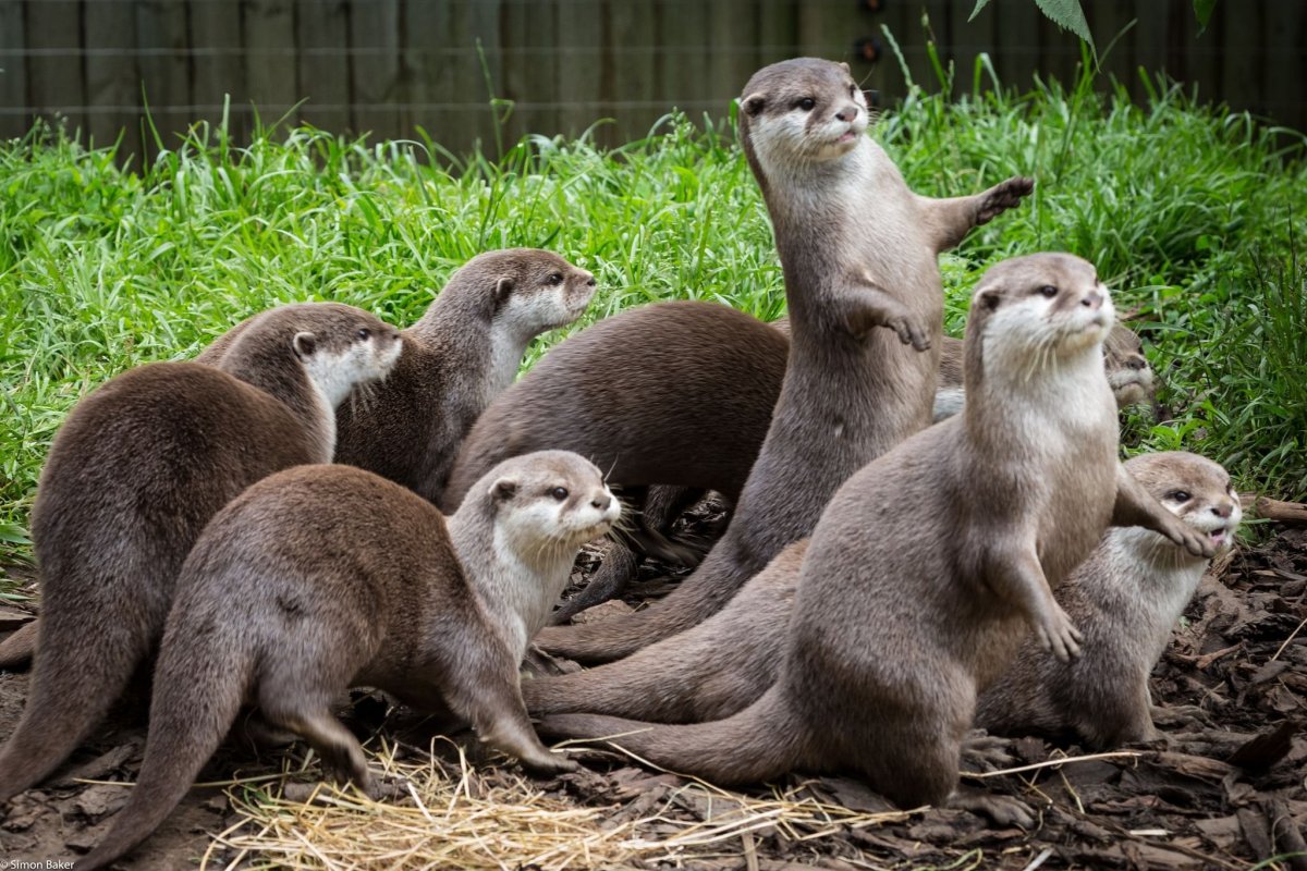 Северный калан