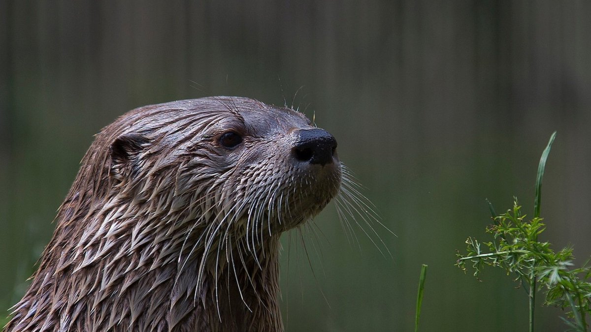 Выдра Болотная