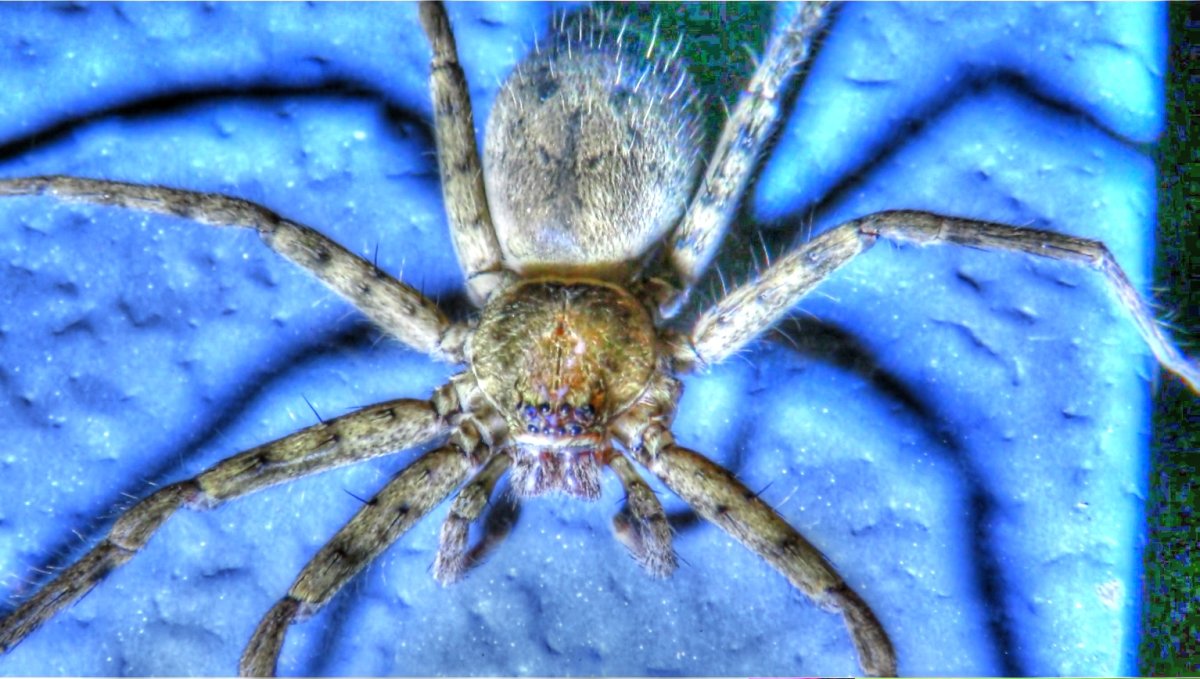 Huntsman Spider паук-охотник