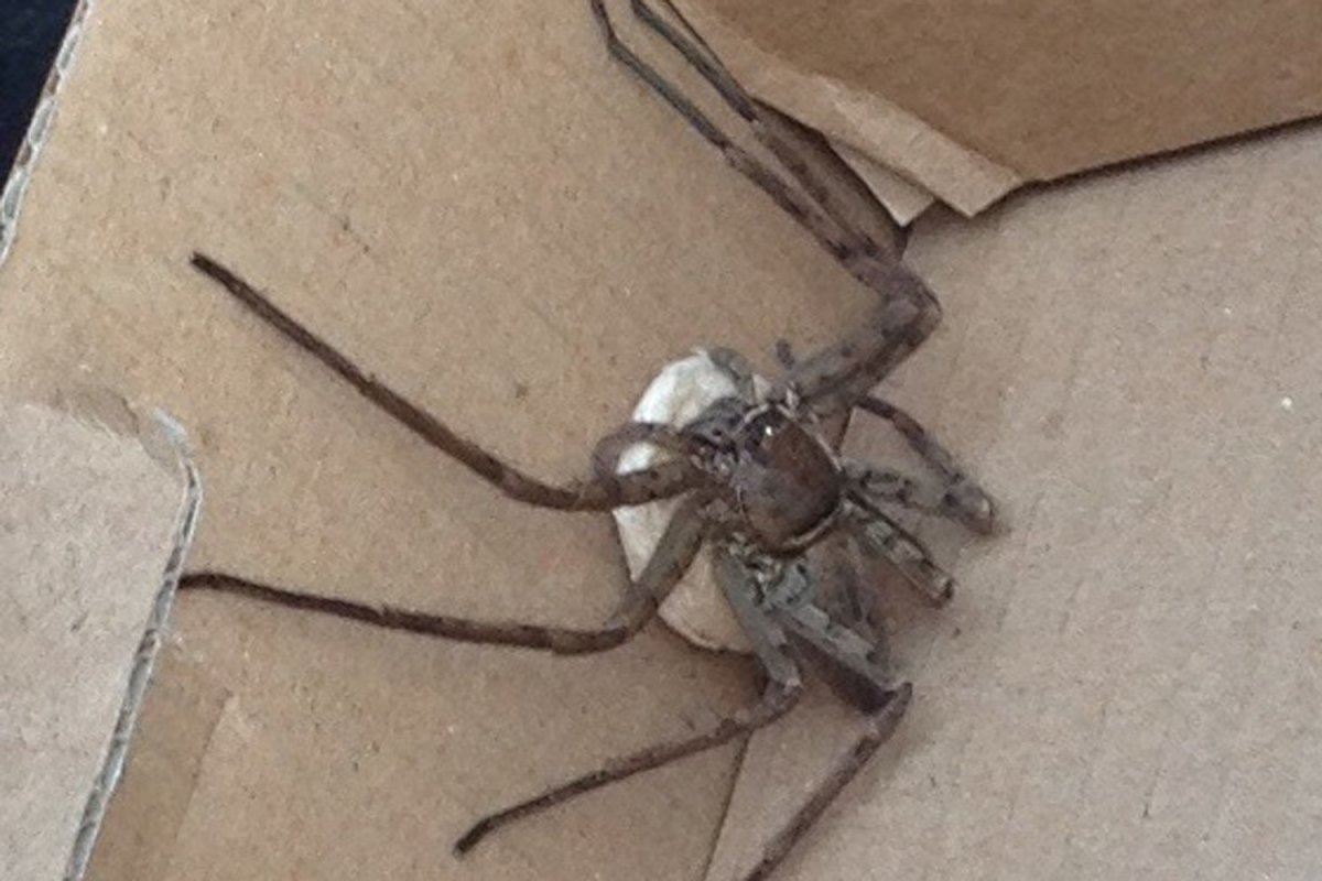 Паук-охотник из семейства Sparassidae