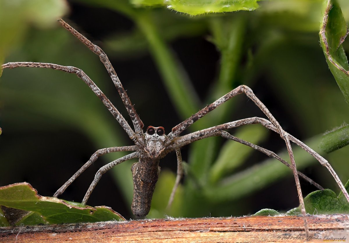 Паук-охотник из семейства Sparassidae