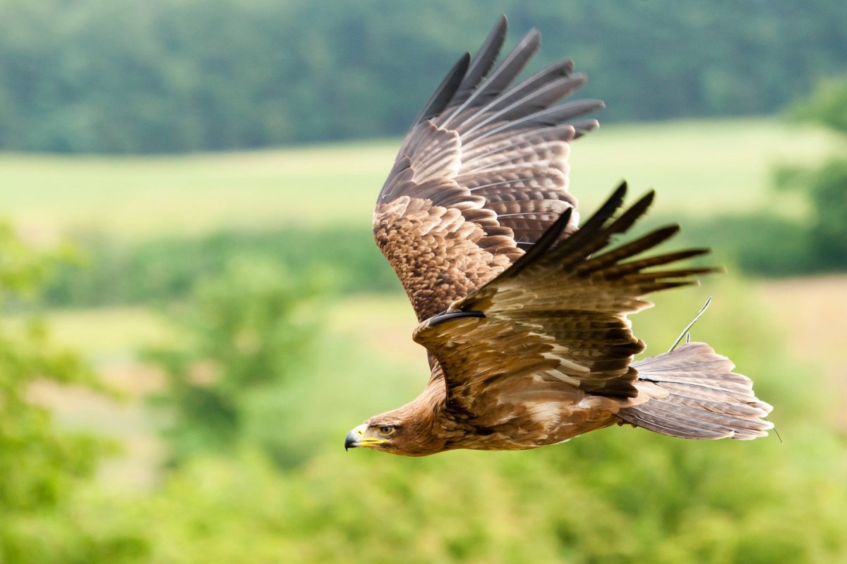 Беркут птица Кубани