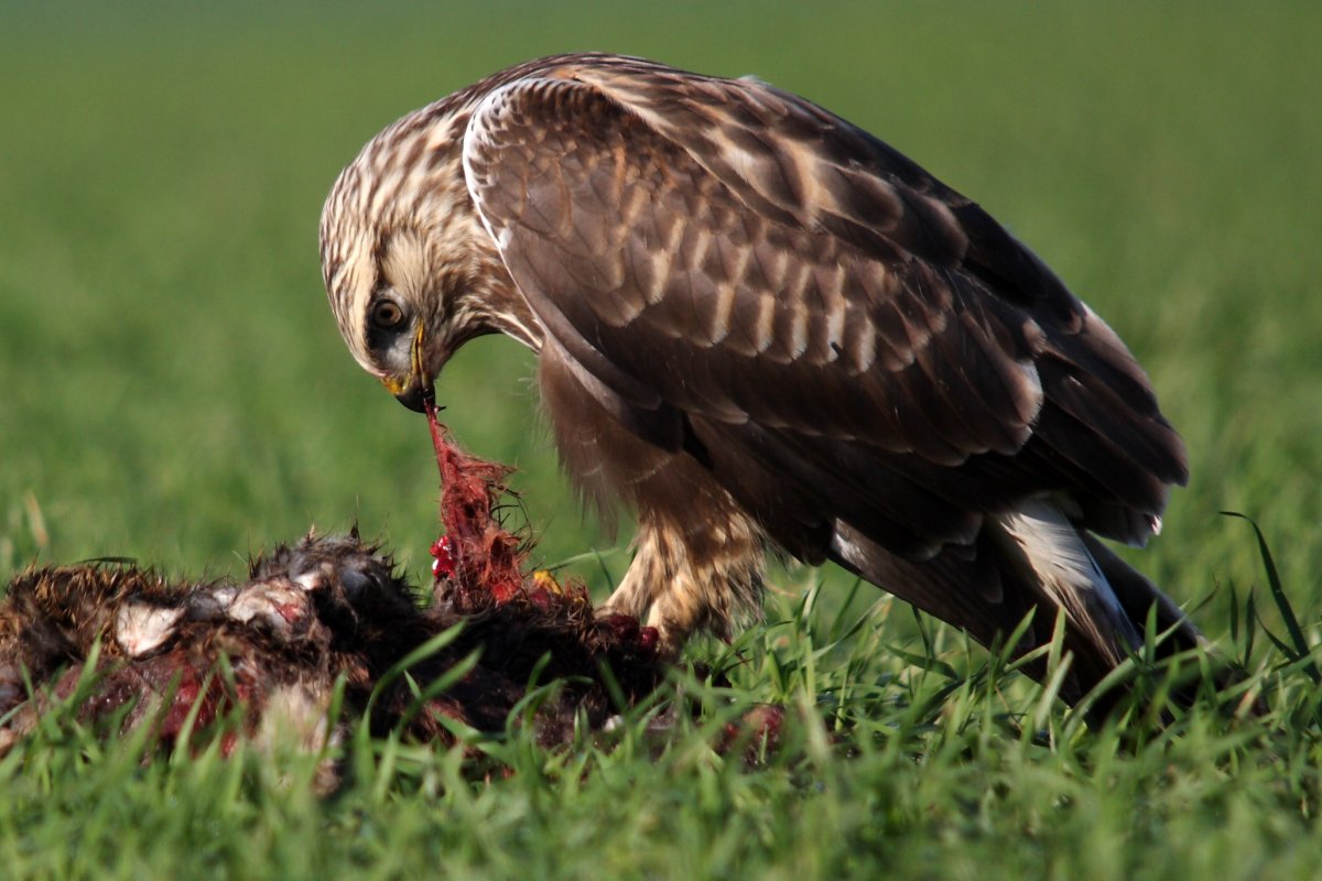 Канюк Зимняк птенец