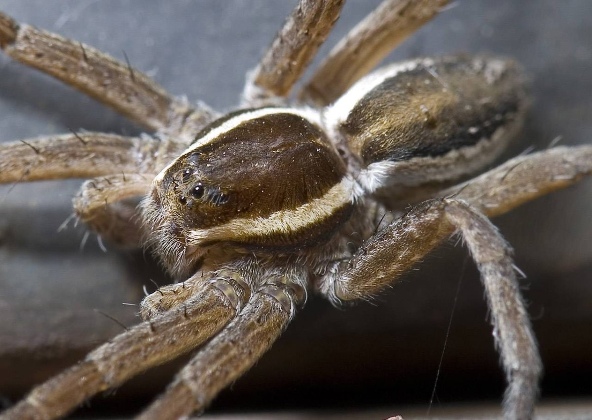 Heteropoda boiei