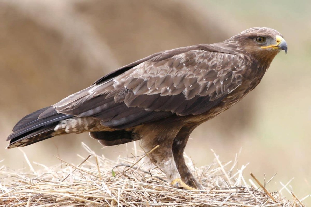 Малый подорлик - Aquila pomarina