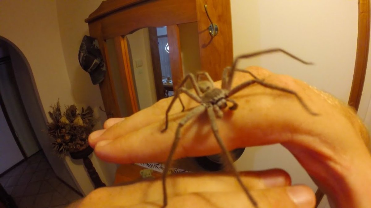 Паук Хантсмен Австралии