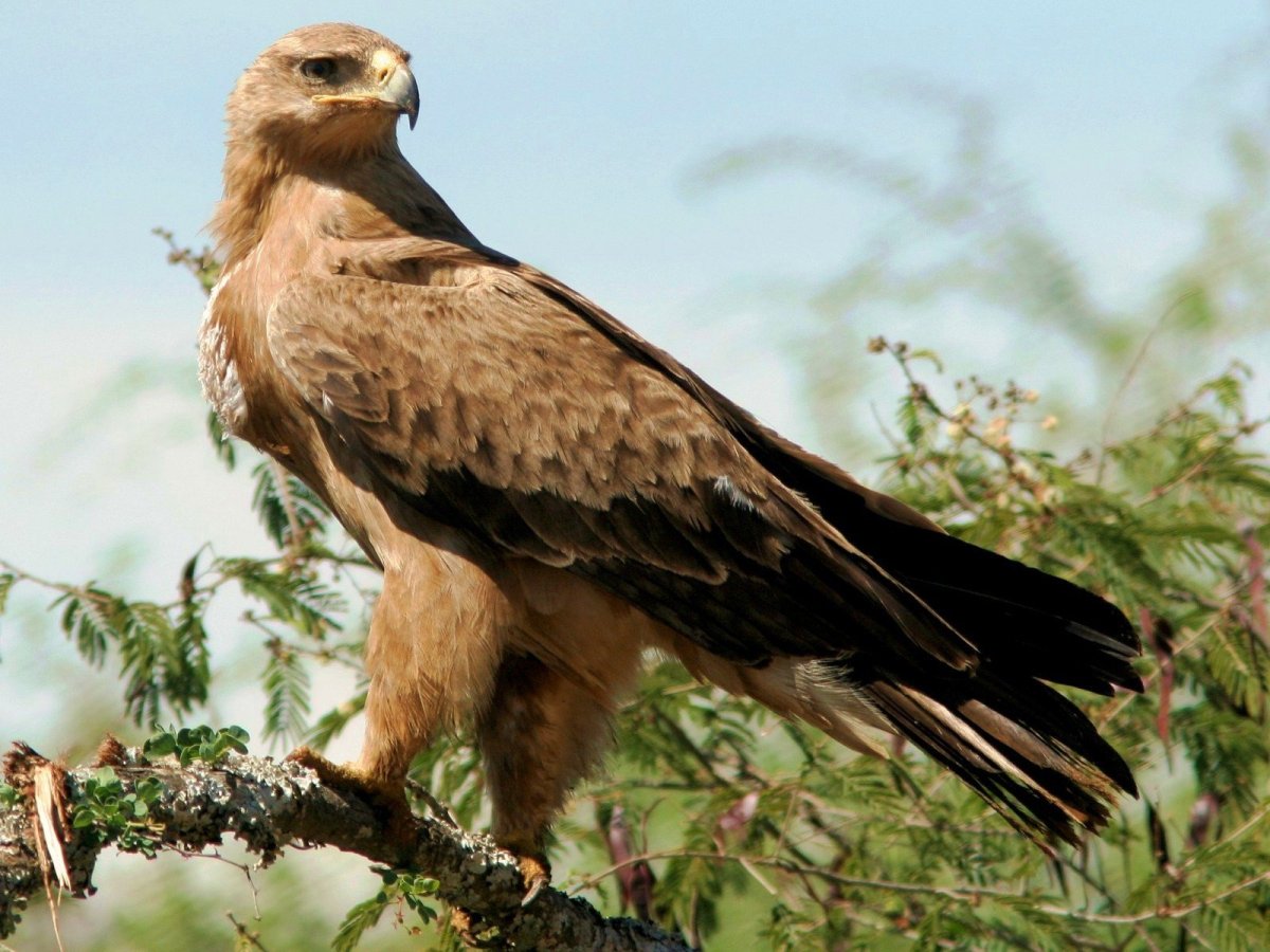 Степной Орлан