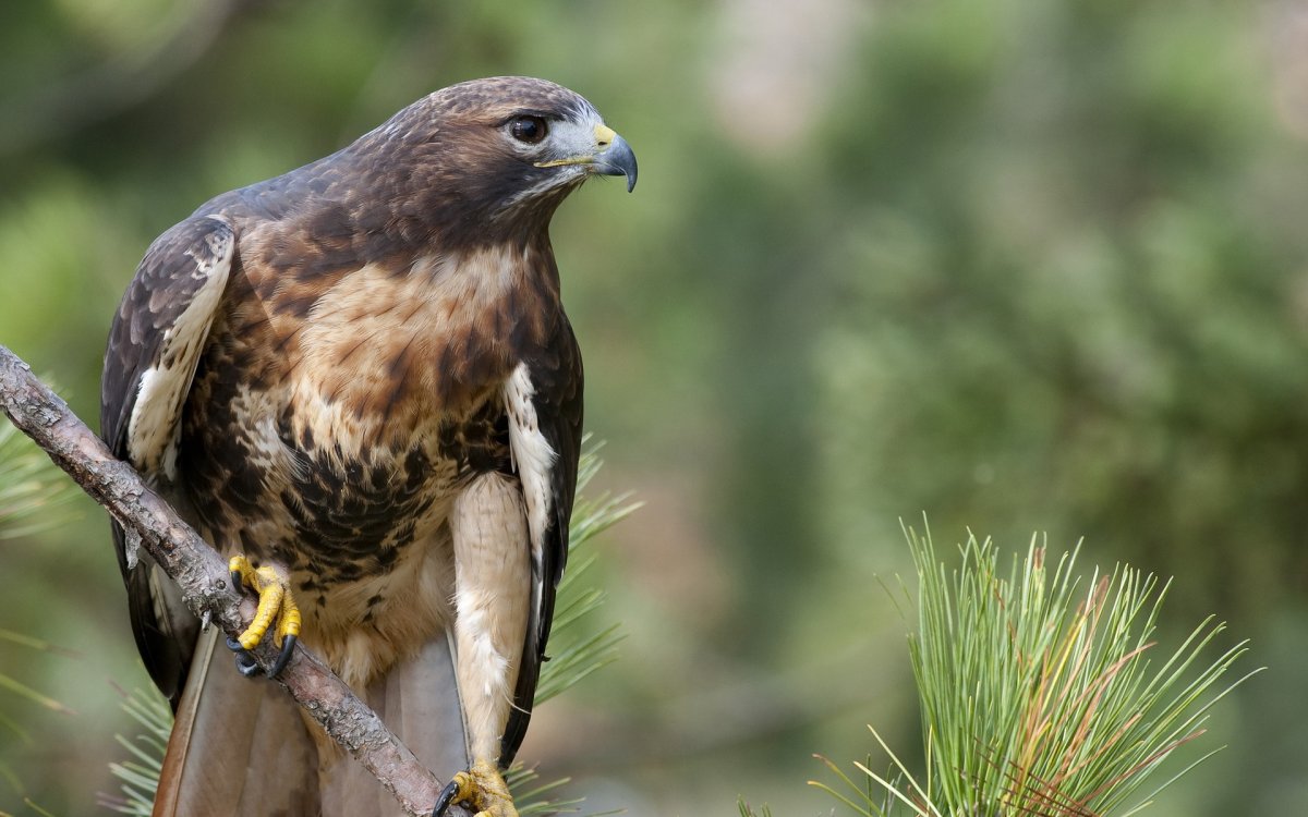 Краснохвостый Сарыч