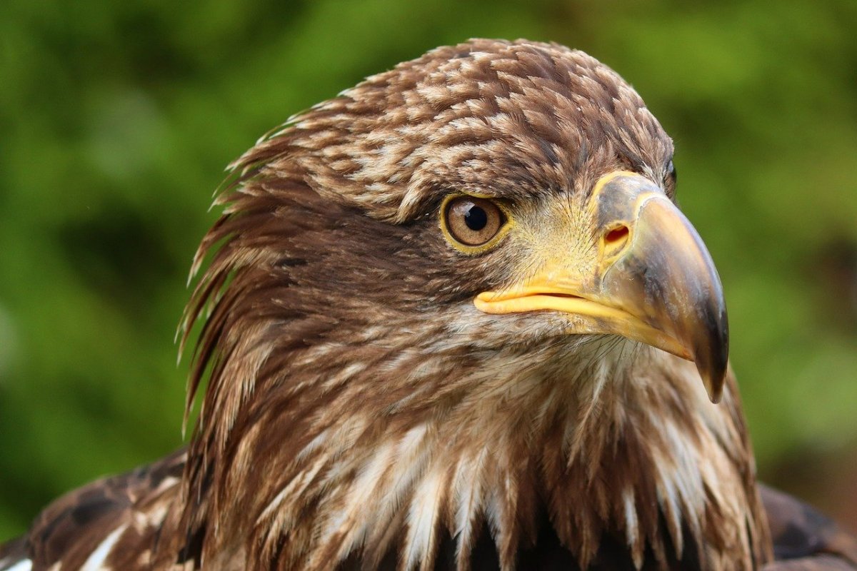 Золотистый Беркут