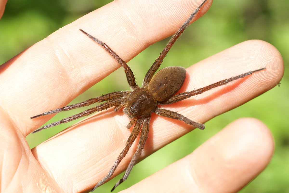 Heteropoda maxima паук