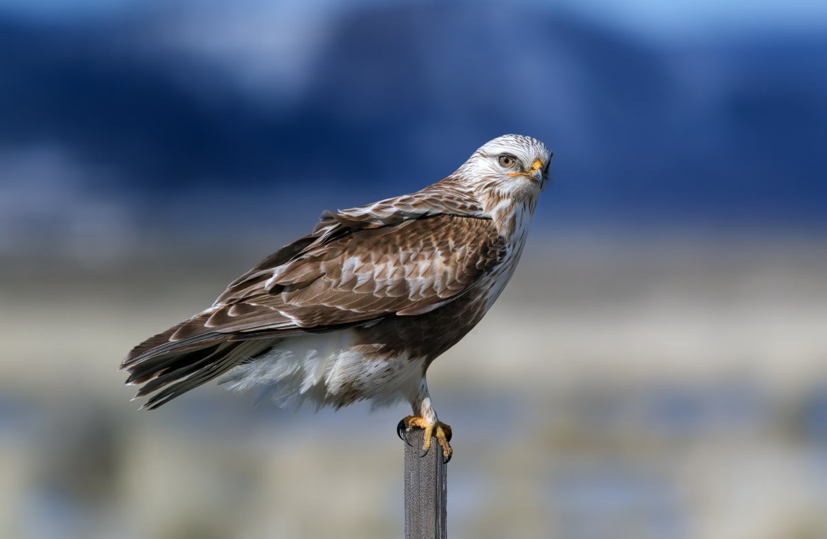 Мохноногие КАНЮКИ