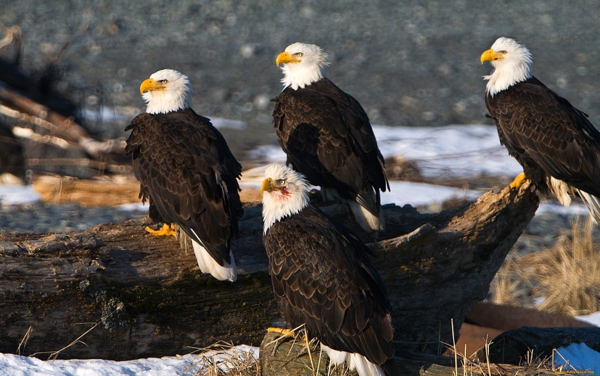 Хищные птицы горного Алтая