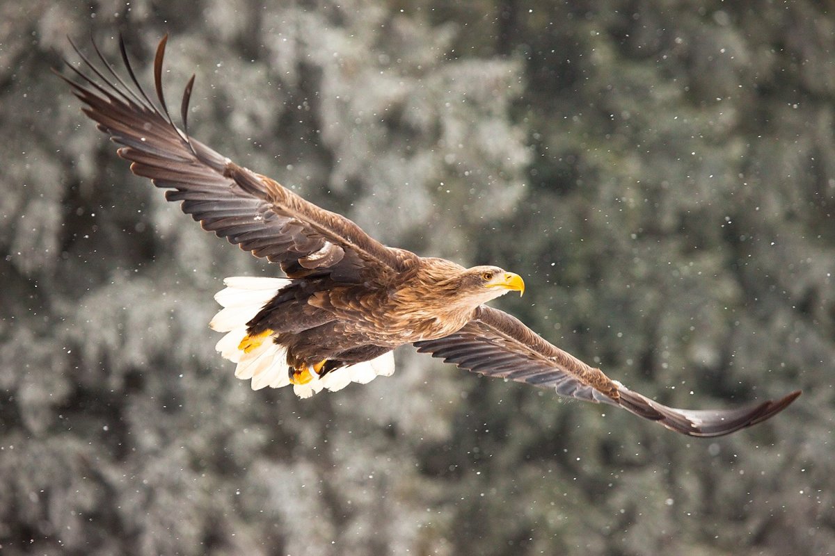 Птица Орлан белохвост