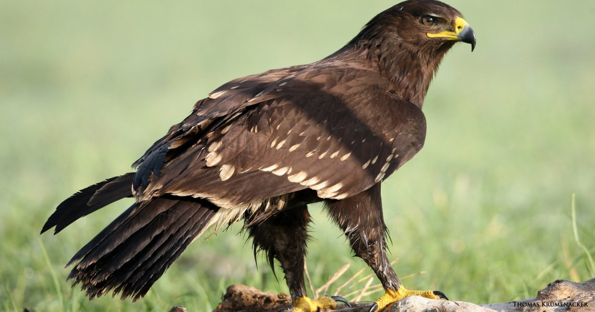 Большой подорлик Aquila clanga