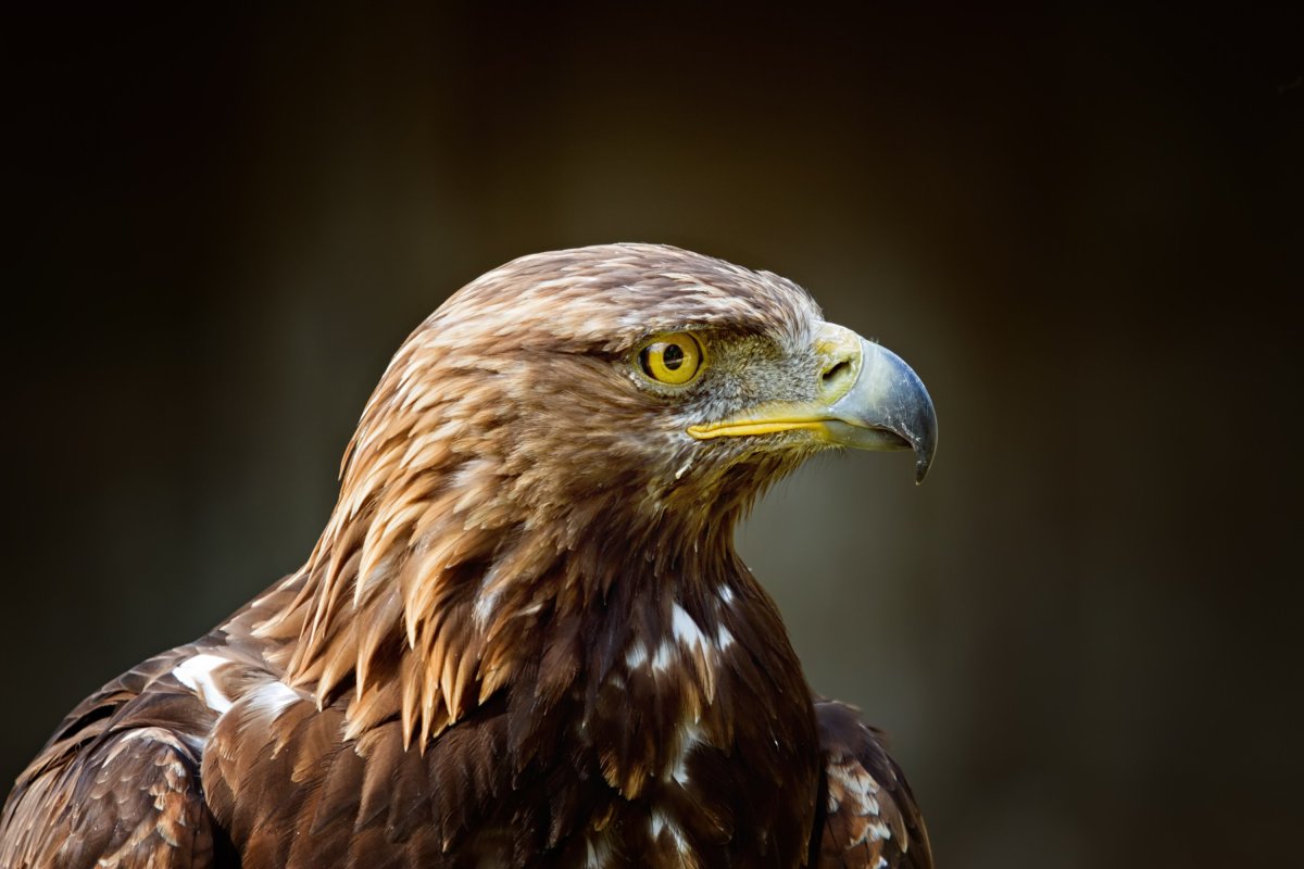 Ястреб Орлан горный