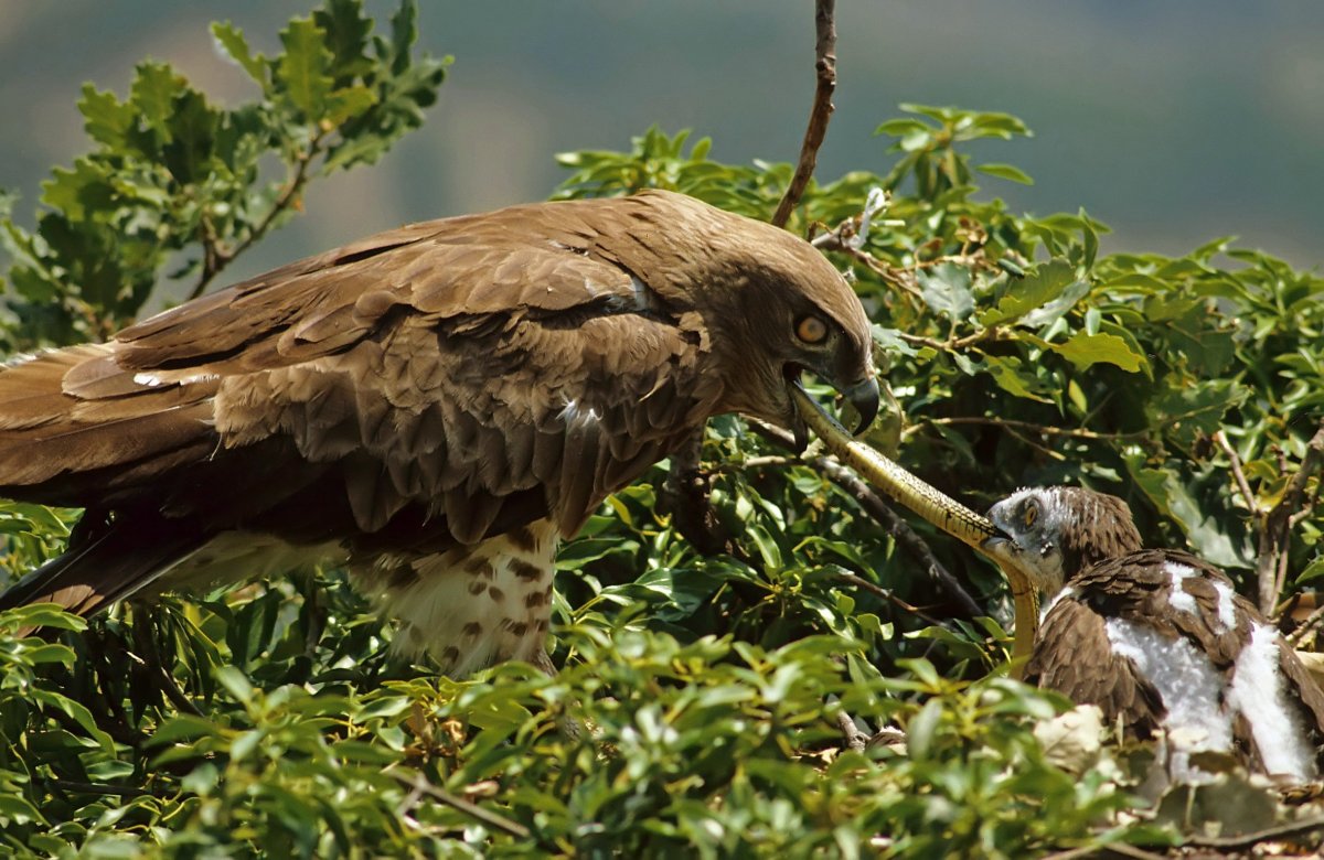 Орел Змееяд
