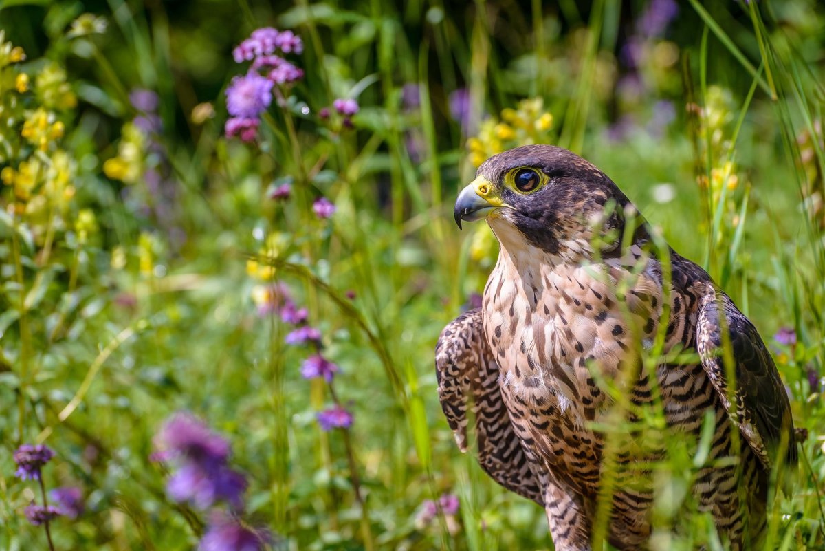 Сокол Сапсан хищник