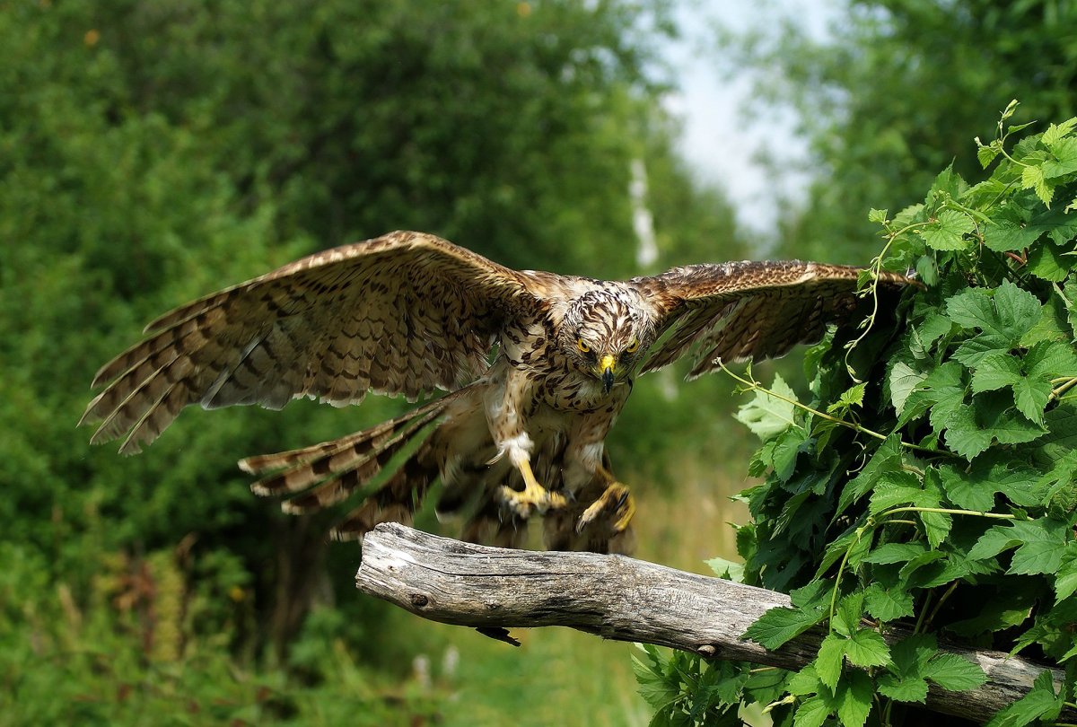 Ястреб Коршун Сова