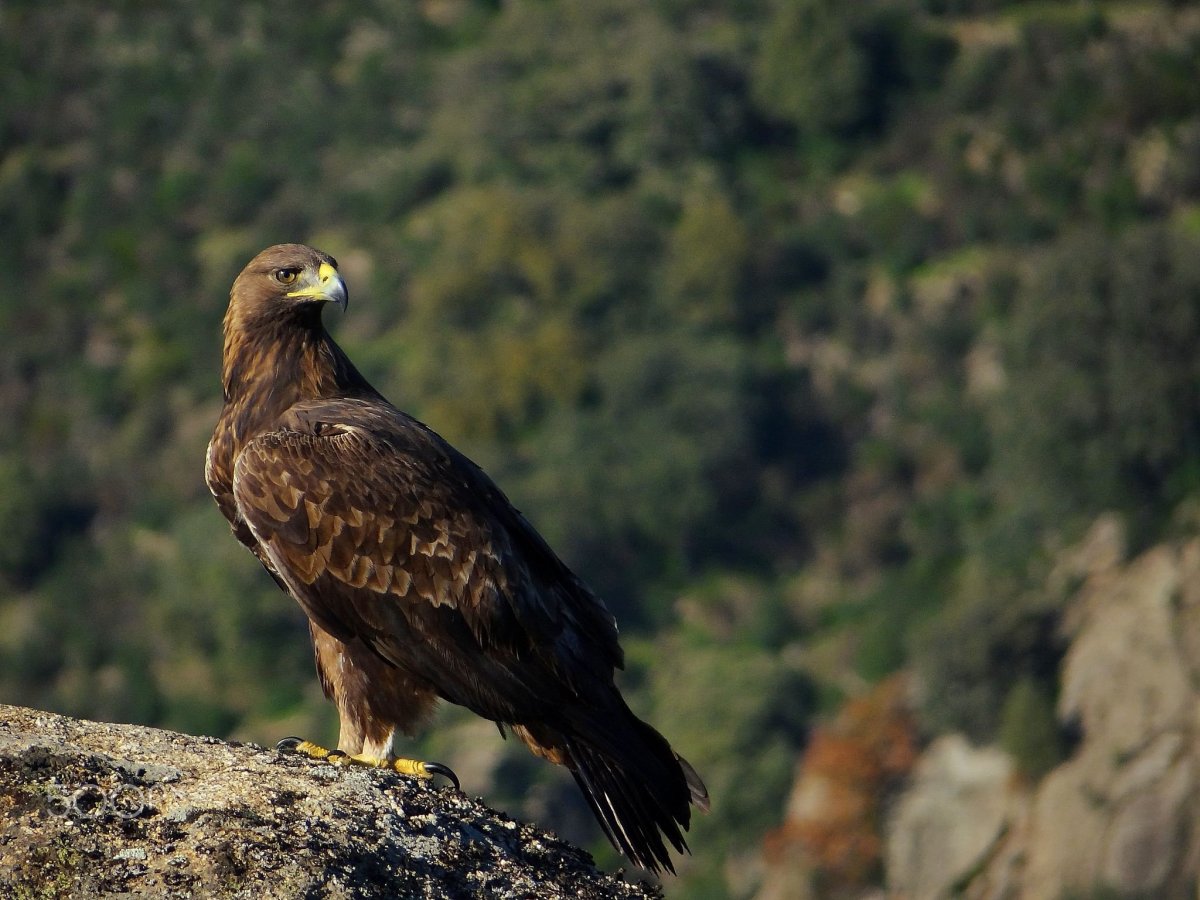 Королевский Беркут