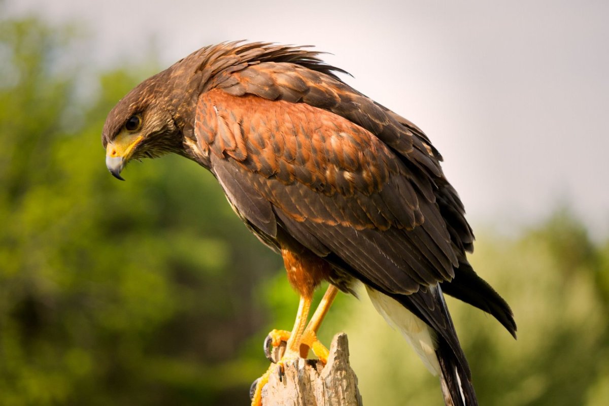 Красный Коршун