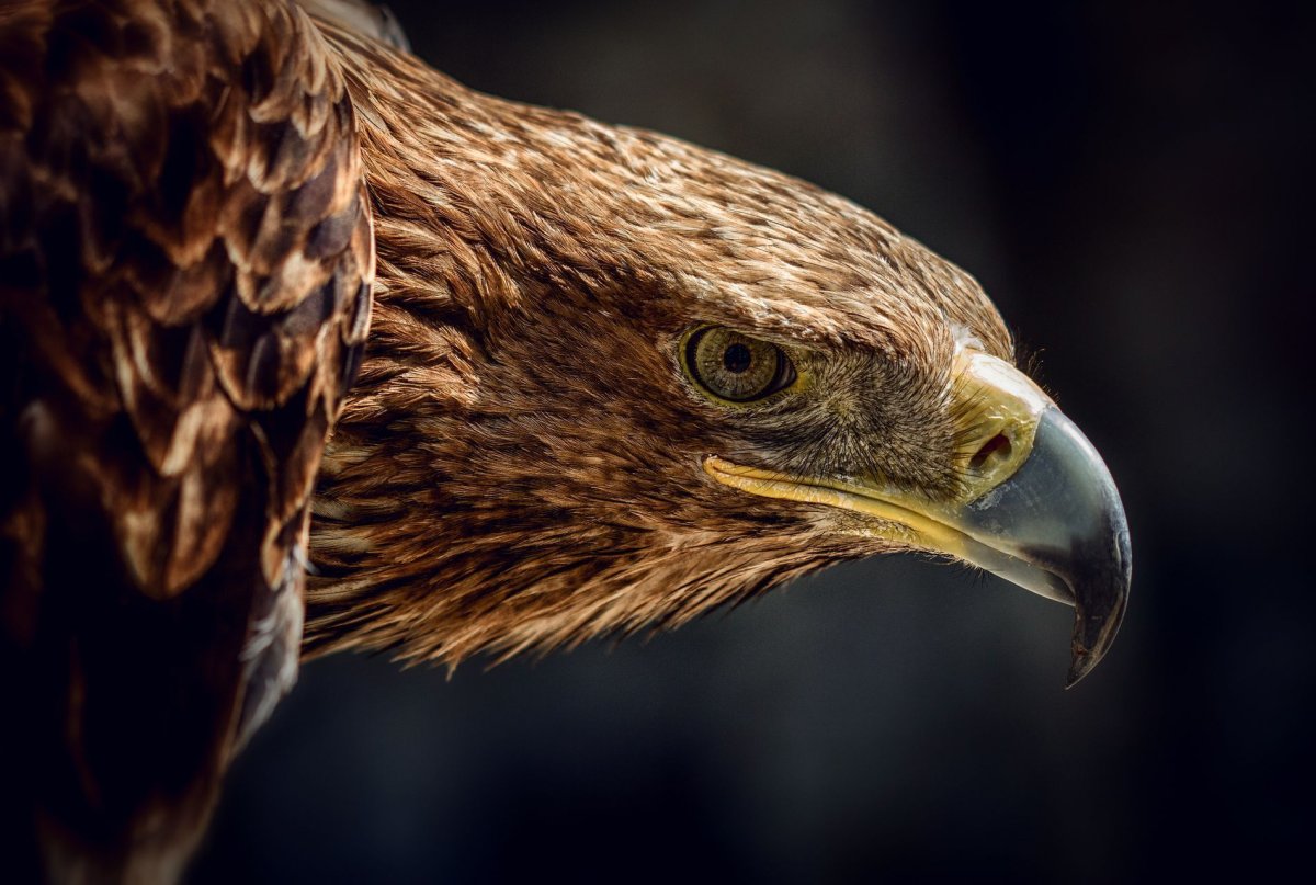 Орел Беркут