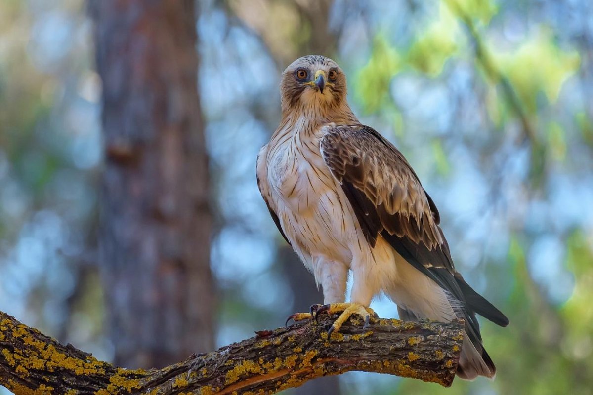 Орёл-карлик Hieraaetus pennatus