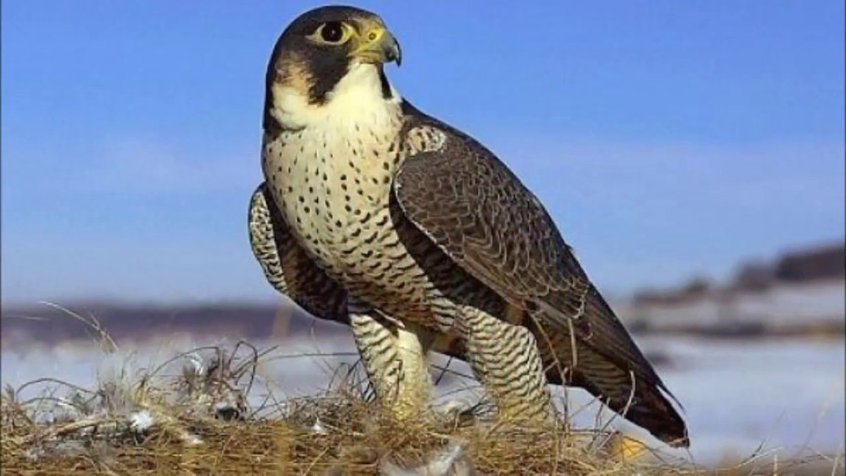 Сапсан Falco peregrinus