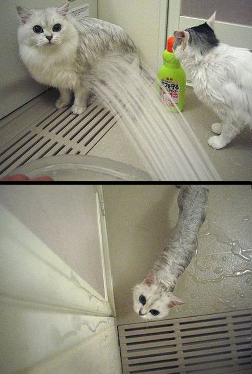 Смешной худой кот