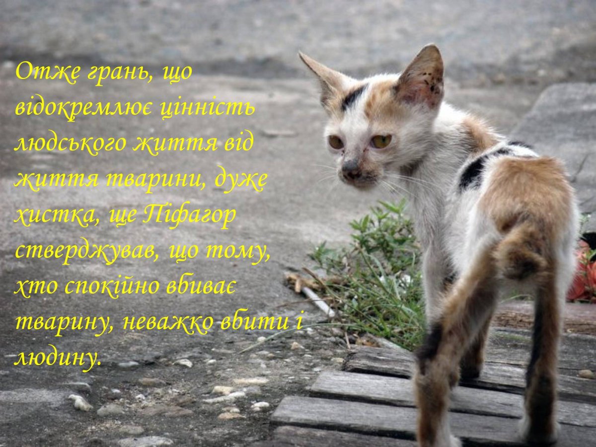 Бездомные кошки и собаки