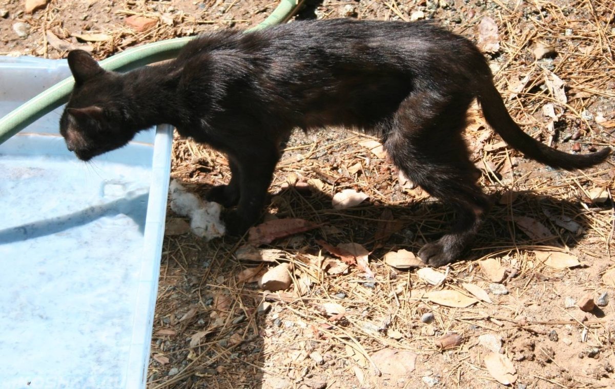 Очень худой кот