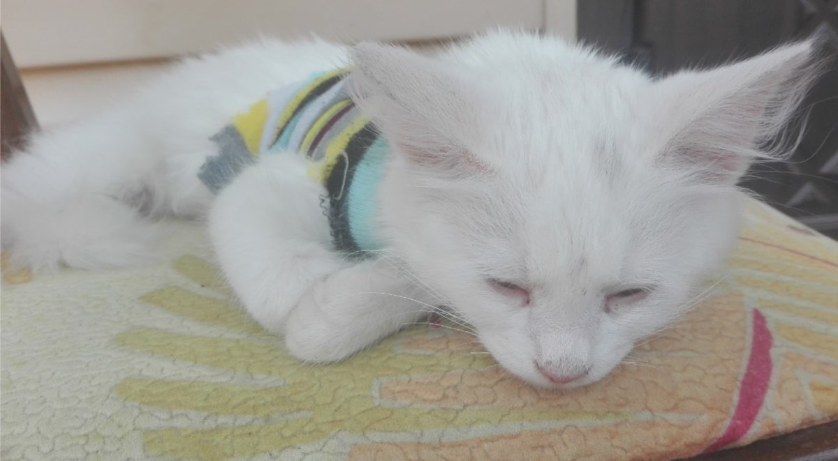 Худая кошка Мимишка