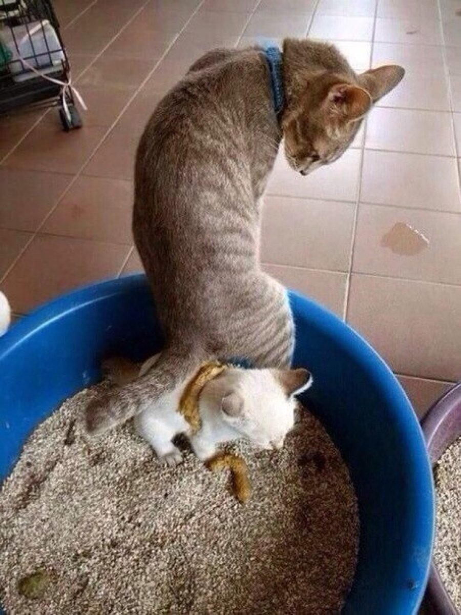 Котенок покакал